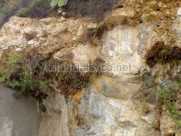 Mula Antigua serie-2